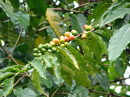 Coffea arabica fruit